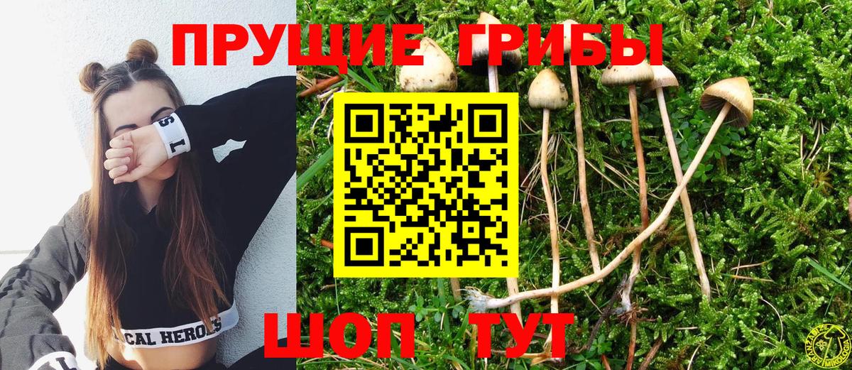 Псилоцибиновые грибы Psilocybe Клин